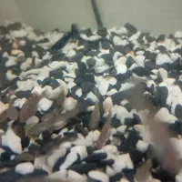 ماهی|ماهی|کرج, اخگرآباد|دیوار