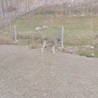 توله سرابی 3ماهه ماده 3میلیون