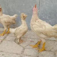 جوجه مرغ و خروس سفید و لهستانی