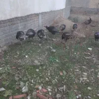 بوقلمون محلی