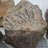 سنگ شجر فسیلی دونه ای ۵۰|کلکسیون اشیاء عتیقه|کرمان, |دیوار