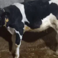 گاوه هولشتان با گوساله بزرگ|حیوانات مزرعه|هشترود, |دیوار