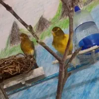 یک جفت قناری