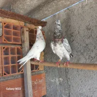 فروش کبوتر