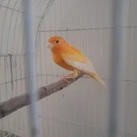 قناری نر مست مست