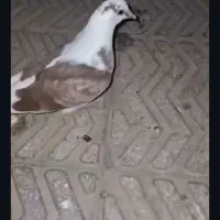 کبوتر در رفته