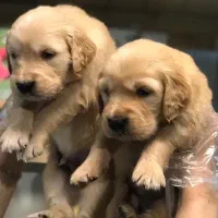 توله گلدن و آلابای