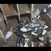 کفتر جفتگاه پرشی
