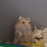 فروش همستر های دوست داشتنی ارزان