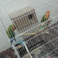 طوطی برزیلی نرماده