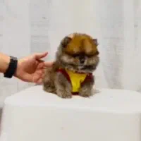 پامر خرسی عروسکی