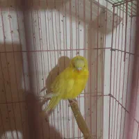 مرغ عشق خوش رنگ|پرنده|فردیس, شهرک وحدت|دیوار