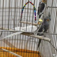 عروس هلندی|پرنده|خلخال, |دیوار