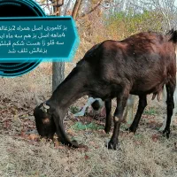 فروش تعدادی بزغاله اصل و یک نر ویک بز|حیوانات مزرعه|بوکان, |دیوار