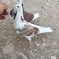 کفتر یا کبوتر باخت دادم و گم شده