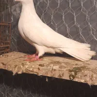 کبوتر های پرشی عالی ساعت بالا