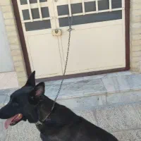 سگ نرمالینویر فان سیبل|سگ|بم, |دیوار