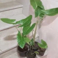 گل باباآدم سانسوریا زاموفیلیا بلک بنفشه