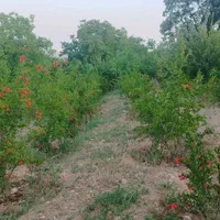 فروش باغ ثمری ۱۲۰۰ متری ۱۵ کیلومتری یاسوج|فروش زمین و ملک کلنگی|یاسوج, |دیوار