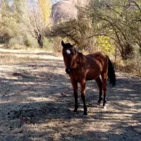 مادیان و کره مادیان|اسب و تجهیزات اسب‌سواری|طالقان, |دیوار