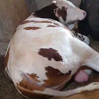 سیمینتال چاق سرک دار