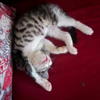 بچه گربه سه ماه نر DSH|گربه|تهران, نارمک|دیوار