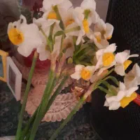 علف چینی و هرس درخت