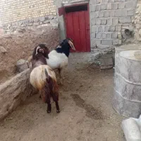 بز نر|حیوانات مزرعه|چنگ الماسی, |دیوار