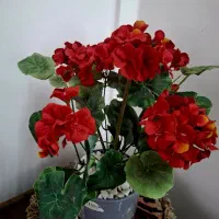 گل شمعدانی زیبا  وسالم به فروش میرسد