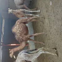 شتر|حیوانات مزرعه|شیراز, شهرک کوشکک|دیوار
