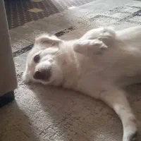 واگذاری رایگان به خانواده ی متعهد