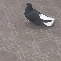 کبوتر ماده دمسفید درجه یک