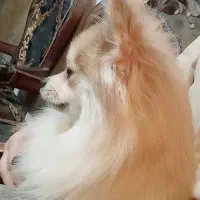 سگ پاپی ماده پامرانین