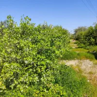نیازمند نیروی کار برای باغ