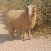 حمیدیه گوسفند