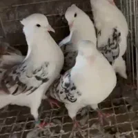 دوکت پلنگ  دوکت سرور  دوکت سرخ