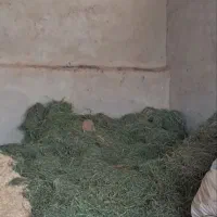 یونجه ونان خشک