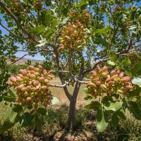 شریک رسمی فروش|گل و گیاه طبیعی|شیراز, سیاه سنگ|دیوار