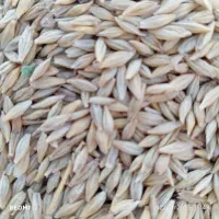 جو محلی|خدمات باغبانی و درختکاری|سعدآباد, |دیوار