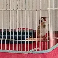 سهره|پرنده|مسجد سلیمان, |دیوار