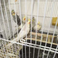 تعدادی عروس هلندی جفت و مولد و جوجه عروس|پرنده|بومهن, |دیوار