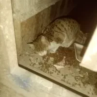 گربه خونگی پیدا شده