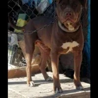 سگ آلمانی شناسنامه دار حرفه ای