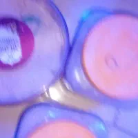 حلزون|خزنده|تویسرکان, |دیوار