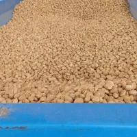 خریداربادام بصورت نقدی به بالاترین قیمت روز