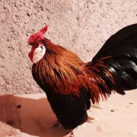 خروس رزکامپ|حیوانات مزرعه|تهران, بهارستان|دیوار