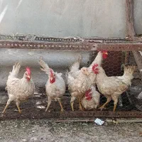 خروس سرحال