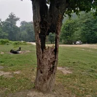 فروش زالوی پرورش