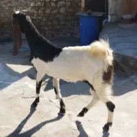 بز جوان|حیوانات مزرعه|مسجد سلیمان, |دیوار