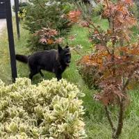 سگ ژرمن بلک|سگ|آستانه اشرفیه, |دیوار